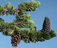 Graines de Pin Bristlecone, Pinus longaeva