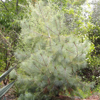 Graines de Martinez pinonpine, King pimpon, Pinus maximartinezii