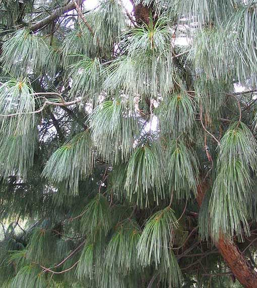 Graines de Pin Pleureur de l'Himalaya, Pinus wallichiana