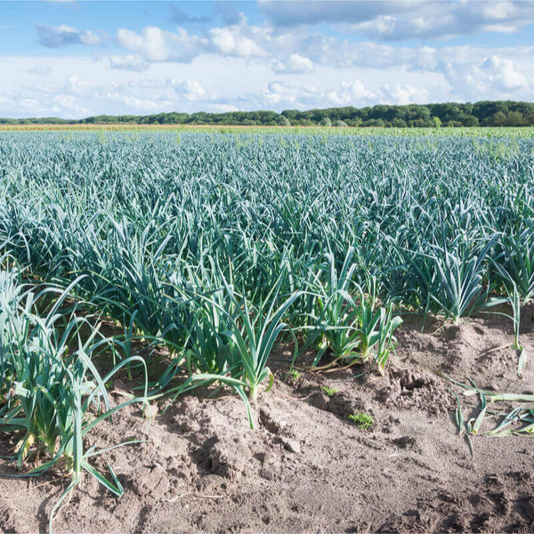 50 Graines de Poireau d'été Früher Sommer, Allium Porrum