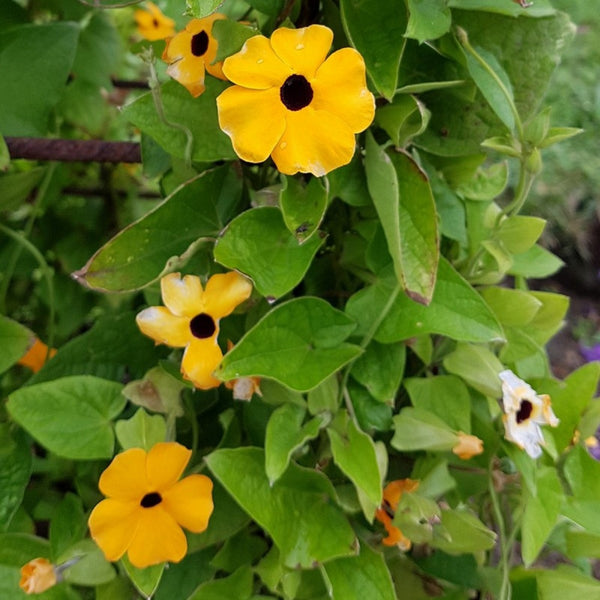 Graines Thunbergia alata, Suzanne aux yeux noirs