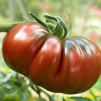 25 Graines de Tomate Noire de Crimée, Solanum lycopersicum