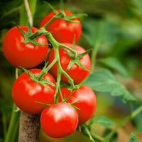 20 Graines de Tomate de Plein Champ Alka, Solanum lycopersicum