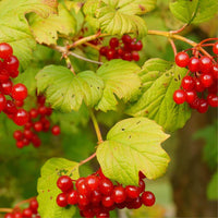 Graines de Viburnum Lantana, Viorne Mancienne