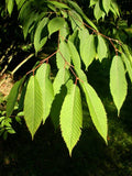 Graines de Acer carpinifolium, Érable à feuilles de charme