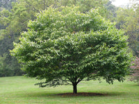 Graines de Acer carpinifolium, Érable à feuilles de charme