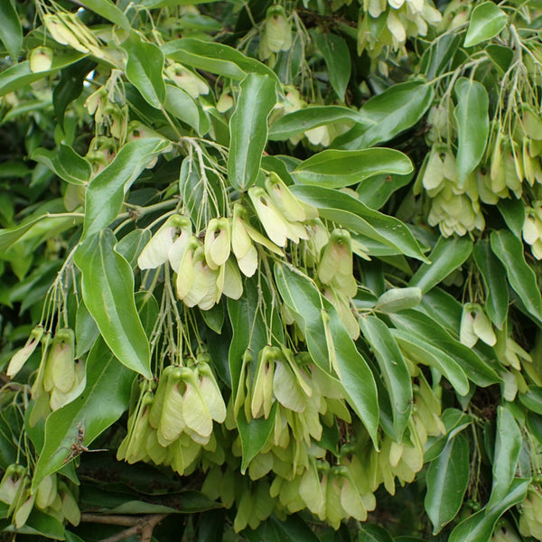 Graines de Acer cinnamomifolium, Acer coriaceifolium