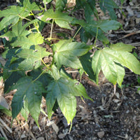 Graines de Acer Elegantulum