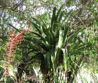 Graines Aechmea Bracteata