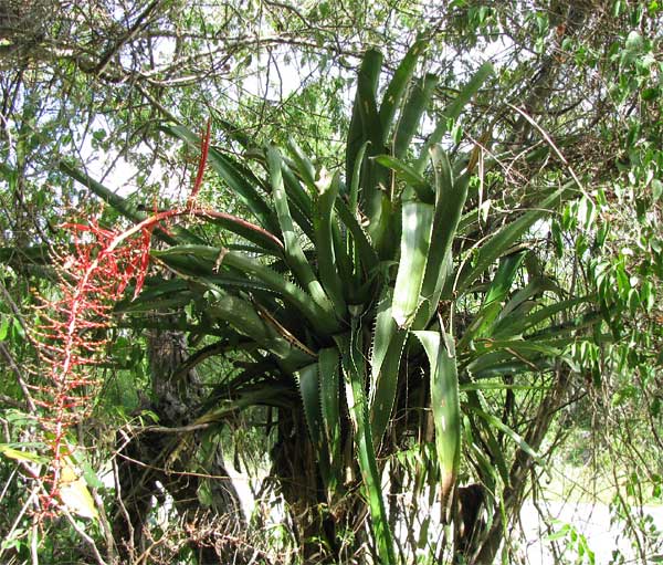 Graines Aechmea Bracteata