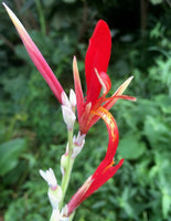 Graines de Canna, Canna indica