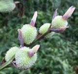 Graines de Canna, Canna indica