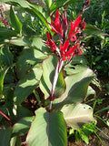 Graines de Canna, Canna indica