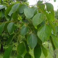 Graines de Celtis julianae, Micocoulier de Julian