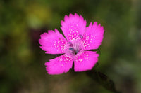 50 Graines dianthus deltoides, œillet à delta, œillet couché, œillet glauque