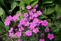 50 Graines dianthus deltoides, œillet à delta, œillet couché, œillet glauque