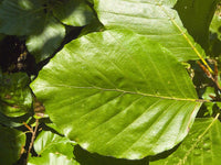 Graines Fagus sylvatica, Hêtre commun