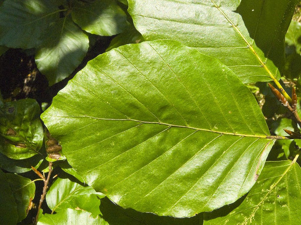 Graines de Hêtre commun - Semences de Fagus Sylvatica