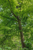 Graines Fagus sylvatica, Hêtre commun