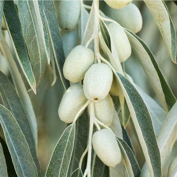 Graines Eleagnus Angustifolia olivier de Bohême, arbre d’argent, arbre du paradis, éléagne à feuilles étroites, chalef à feuilles étroites