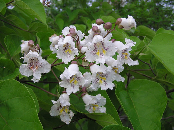 Graines Southern Catalpa, Cigartree, Indian-bean-tree