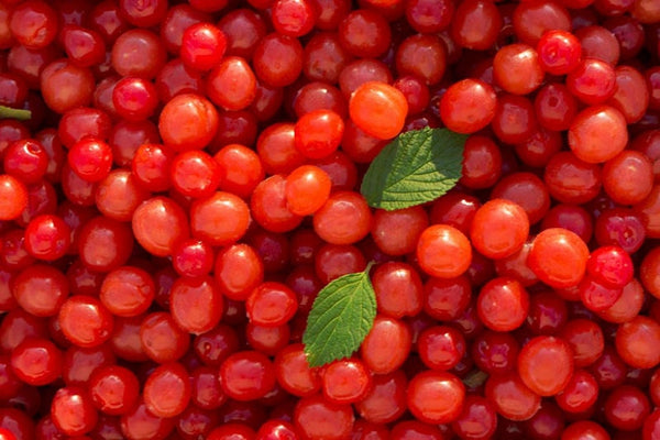 Graines Nanking Cherry Prunus Tomentosa - Cerasus Tomentosa - Ragouminier