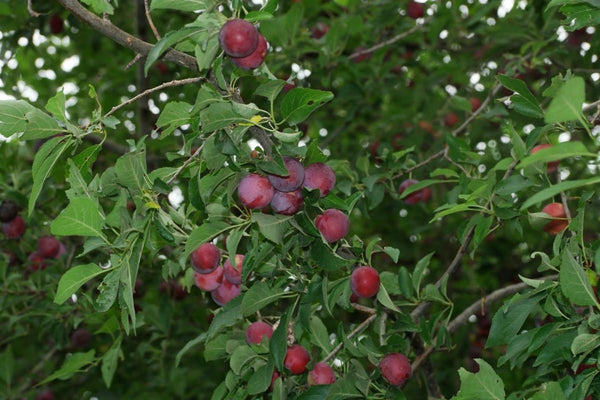 Graines Prunus Cerasifera, Prunier Myrobolan, Prunier-cerise