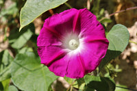 Graines d'Ipomée Rose, Ipomoea purpurea