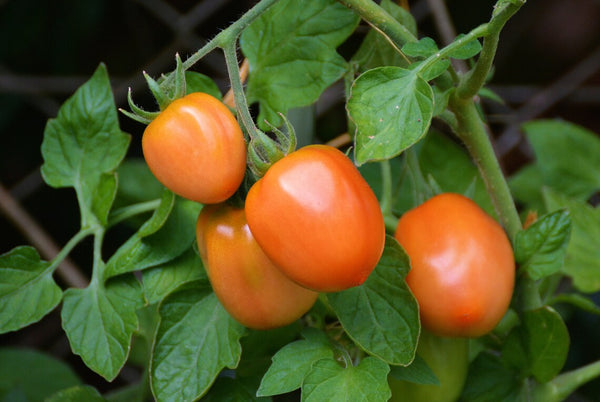 Graines de Tomates ROMA Rouge, Solanum Lycopersicum