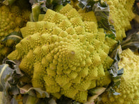 Graines de Chou Fleur Romanesco, Brassica oleracea, Brocoli à Pomme