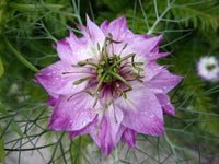 Graines de Nigelle de Damas aux Fleurs Mauve Rose Nigella Damascena Cheveux de Vénus Barbe de Capucin, Diable dans le buisson