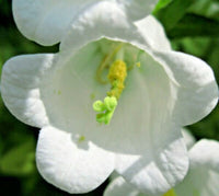 Graines Campanule Carrillon à Fleurs Blanches Campanula medium