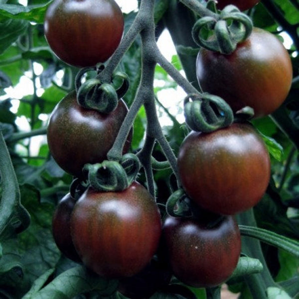 30 Graines de Tomate Noire de Russie Solanum lycopersicum