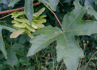 Graines Acer campestre, Erable Champêtre