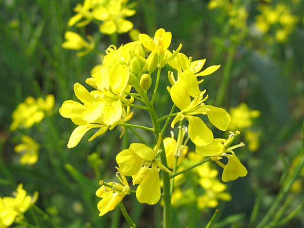 Graines de moutarde brunes (Brassica juncea) - L'herboristerie