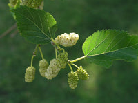 Graines de Mûrier blanc, Morus Alba, Morera blanca, Arbre à Mûres