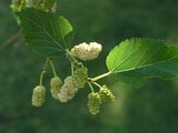 Graines de Mûrier blanc, Morus Alba, Morera blanca, Arbre à Mûres