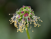 Graines de Pimprenelle, Sanguisorba Minor, Sanguisorbe