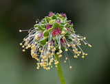 Graines de Pimprenelle, Sanguisorba Minor, Sanguisorbe