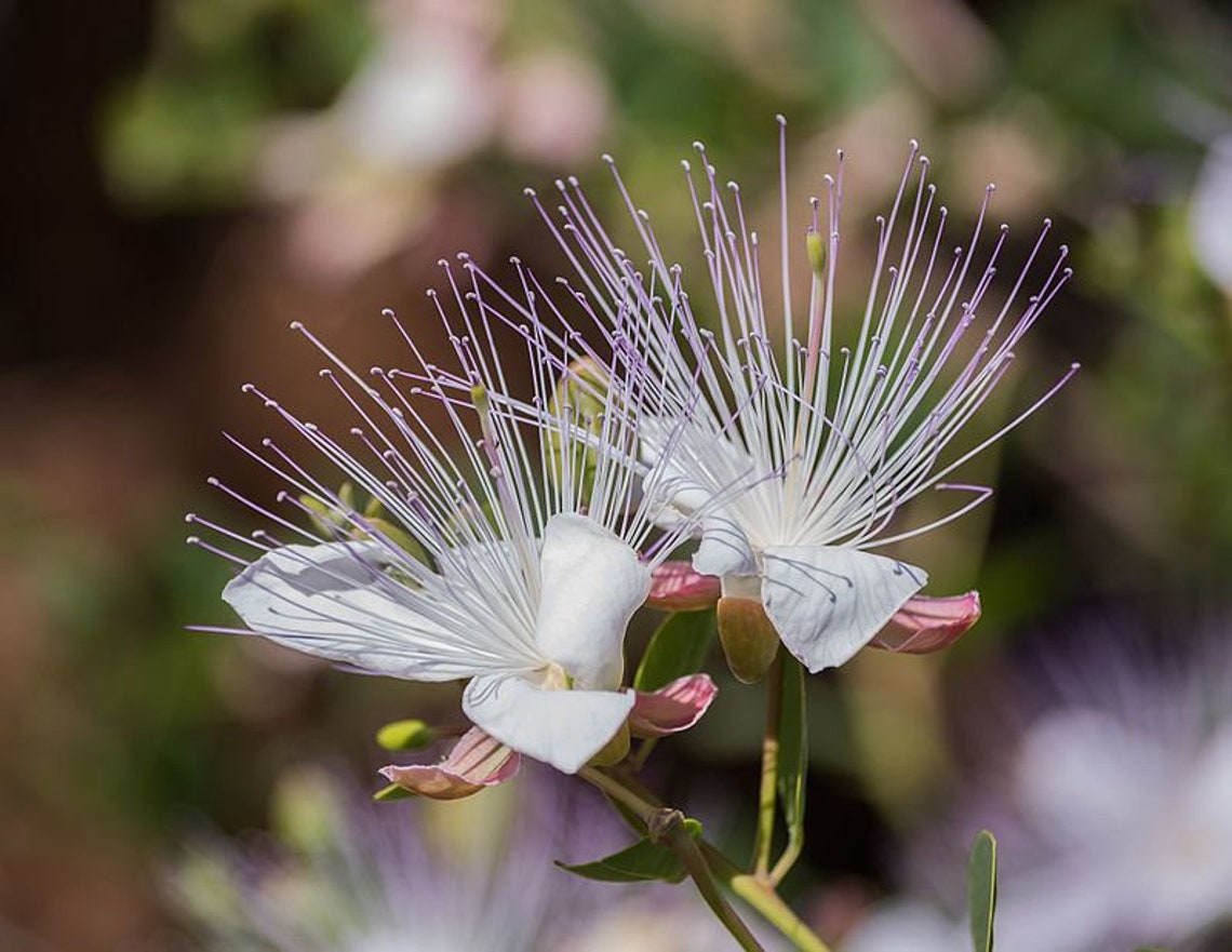 100 Caper Seeds Capparis Spinosa Non-gmo Free Shipping 100 Caper Seeds Capparis Spinosa Non-gmo Free Shipping