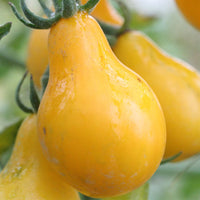 Graines de Tomates "Poire Jaune", Solanum lycopersicum
