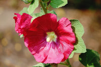 Graines en Mélange de Fleurs Roses Trémières ( Rose et Rouge ) Alcea Rosea