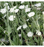 Graines de Coquelourde à Fleurs Blanches 