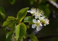 Graines Prunus mahaleb, Cerisier de Sainte Lucie, Faux merisier, Bois de Sainte-Lucie