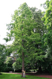 Graines Metasequoia glyptostroboides, Sapin d'eau
