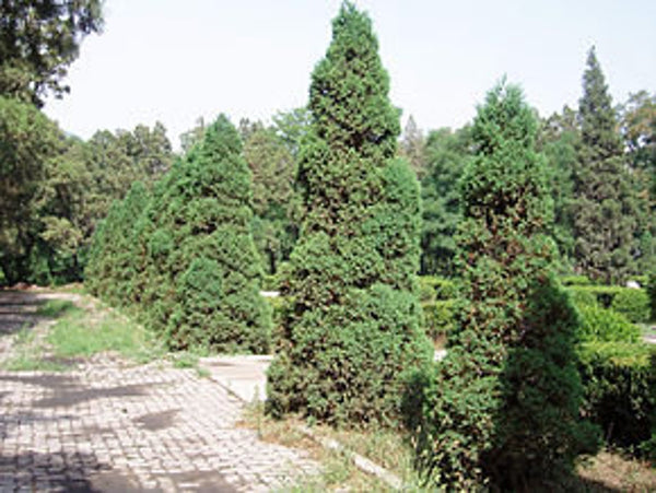 Graines de Genévrier de Chine, Juniperus chinensis