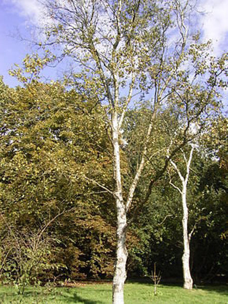 Graines Betula platyphylla, bouleau de Mandchourie, bouleau blanc japonais, bouleau argenté de Sibérie