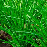 Graines de Ciboule de Chine Allium Tuberosum Ciboulette Chinoise Ail à feuilles plates