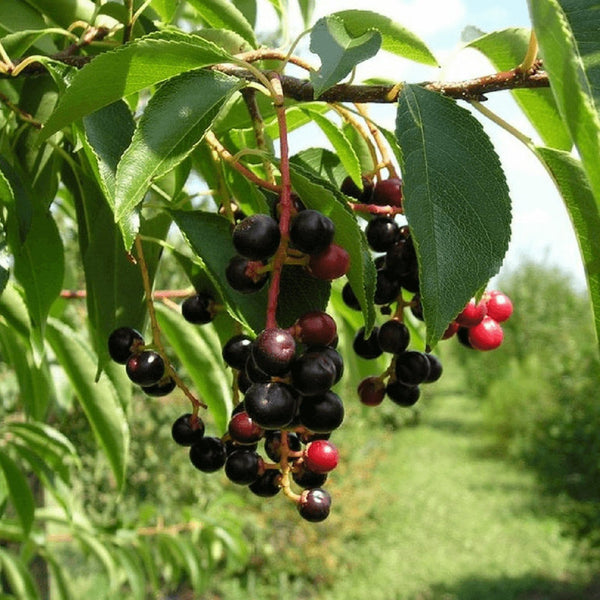 Graines de Cerisier Noir Prunus Serotina