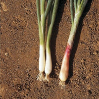 Graines de Ciboule Rouge, Allium Fistulosum